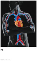 Cardiovascular system diagram