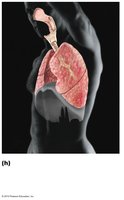 Respiratory system diagram