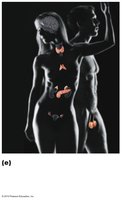 Endocrine system diagram