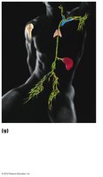 Lymphatic/immune system diagram