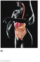 Digestive system diagram