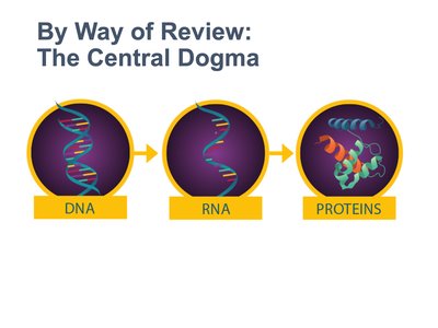 Central dogma: DNA to RNA to protein