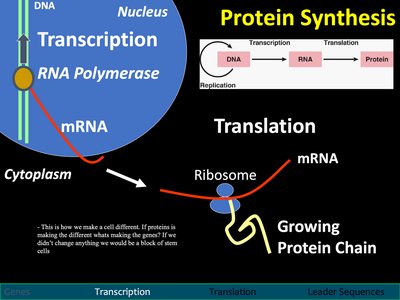 Transcription and translation overview