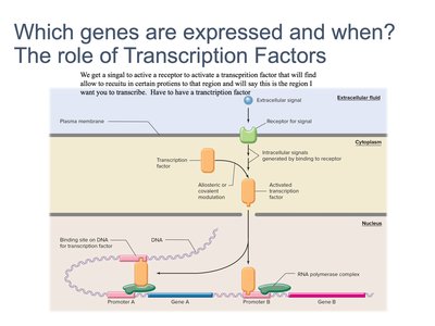 Role of transcription factors in gene expression