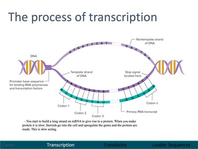 Process of transcription