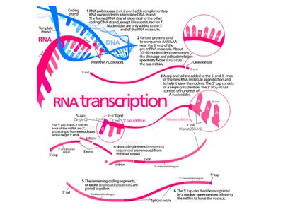 Translation: mRNA to protein