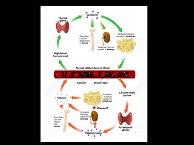 Feedback regulation of blood calcium levels