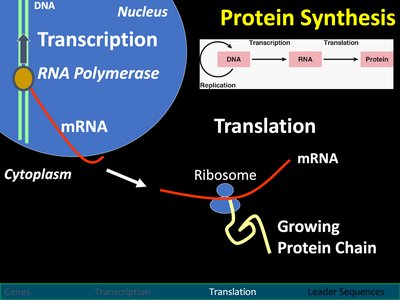 Ribosome structure and function