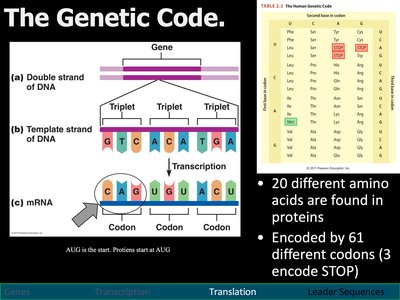 Translation initiation and tRNA