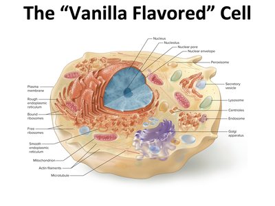 Labeled diagram of a eukaryotic cell