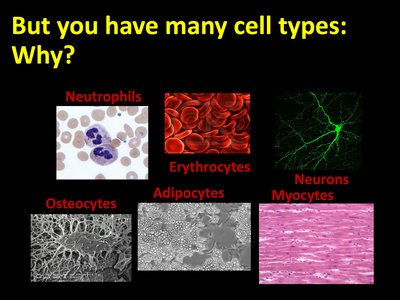 Images of different cell types
