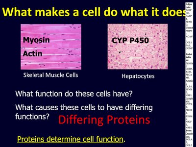 Examples of proteins in different cell types