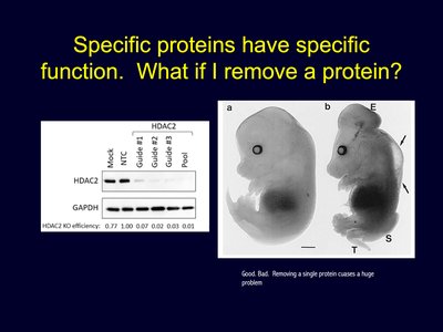 Effects of protein knockout on development