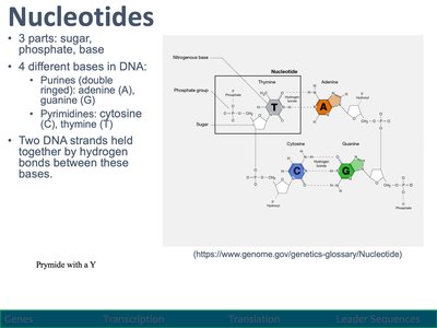 Structure of nucleotides and DNA bases