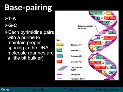 Base pairing in DNA