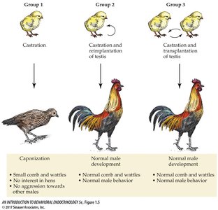 Berthold's caponization experiment