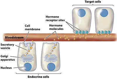 Hormonal transmission from endocrine cells to target cells