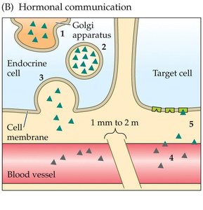 Neural transmission at a synapse