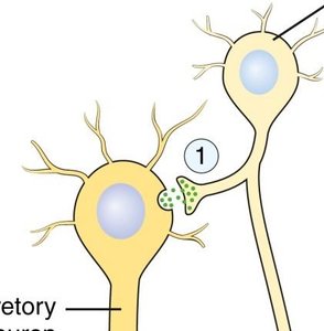 Hormonal communication between endocrine and target cells