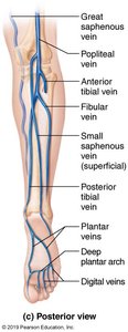 Posterior view of veins of the right lower limb