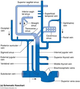Schematic flowchart of venous drainage of the head, neck, and brain