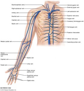 Veins of the thorax and right upper limb, anterior view