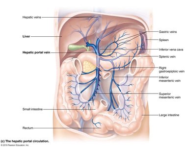 The hepatic portal circulation