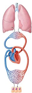 Diagram of pulmonary and systemic circulation showing the relationship between the heart, lungs, and tissues