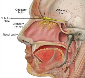 Olfactory and respiratory mucosa in the nasal cavity