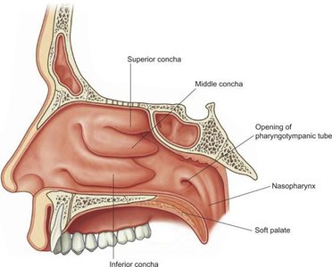 Nasal conchae and meatuses in the nasal cavity