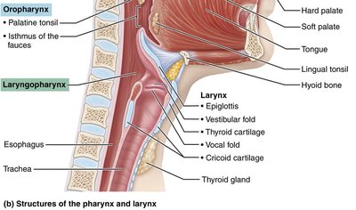 Structure of alveolar sacs and capillary network