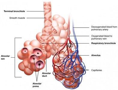 Anterior view of the larynx showing major cartilages