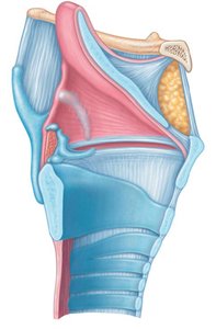 Diagram showing the function of the epiglottis during swallowing and breathing