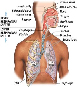 Diagram showing upper and lower respiratory system anatomy