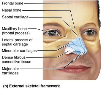 Skeletal framework of the external nose