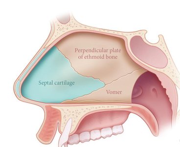 Sagittal section of the nasal cavity showing septal cartilage, ethmoid bone, and vomer