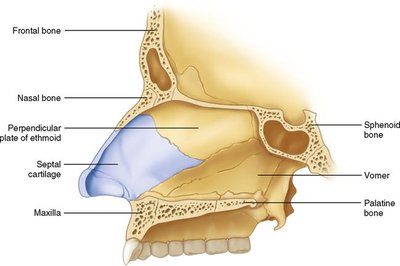 Bones forming the nasal cavity