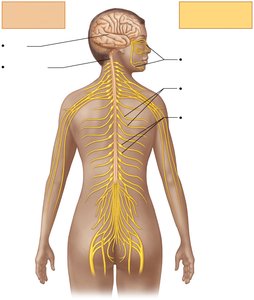 Diagram of the nervous system showing CNS and PNS