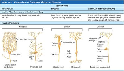 Structural variations of neurons