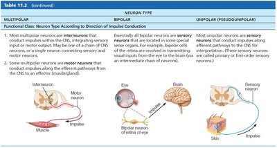 Functional classification of neurons