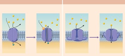 Types of ion channels in the neuron membrane