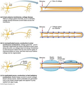 Conduction velocity in myelinated and unmyelinated axons