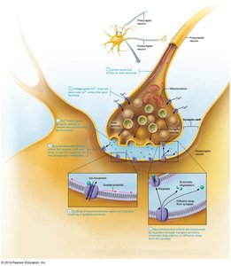Chemical synapse structure and function