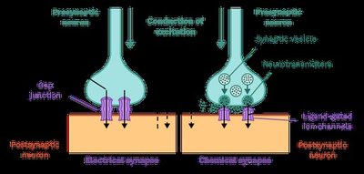 Comparison of electrical and chemical synapses