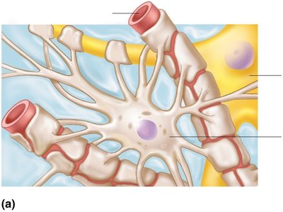 Astrocyte structure and relationship to capillaries and neurons