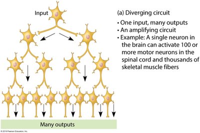 Diverging circuit