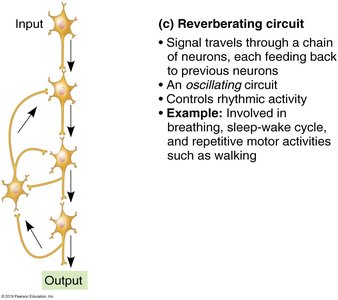Reverberating circuit
