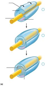 Myelination process by Schwann cells in the PNS