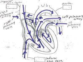 Diagram of heart and major vessels with vessels labeled and arrows demonstrating flow of blood through the heart.