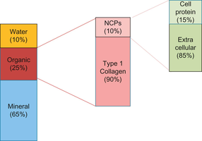 Bone composition diagram